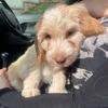 Monty the Clumberdoodle - @montyywebb08 - TikTok