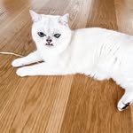 Fun cat content with a cause - @montywhitetiger - Instagram