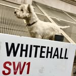 Monty McCross - @monty_whitehall_westie - Instagram