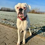 Monty - @monty_white_boxer - Instagram
