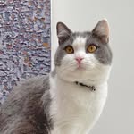Monty - @monty_white_ear - Instagram