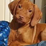 monty white - @monty.dog2022 - Instagram
