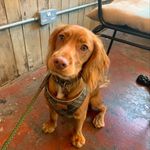 Monty 🐶 - @montywinterparrish - Instagram