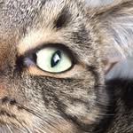 Mrs Norris - @themoodymrsnorris - Instagram