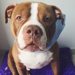 Morgan Freeman Arroyo - @morganthedoggy - Instagram