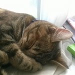 Morgan Barnard - @ilovemykitten - Instagram