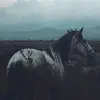 Morgan BeachClaw - @morgan.beachclaw_sso - TikTok