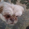 morgan.benton - @mr_carlosthedog - TikTok