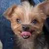 missfineass - @bestmorganever - TikTok