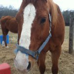 Morgan Bradshaw - @horselover824 - Instagram