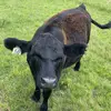 Morgan Cattle Ranch 🤠 - @morgancattleranch - TikTok