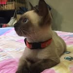 Morgana 🐱 - @morgan_catt - Instagram