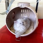Morgan’s Cattery - @morgancattery - Instagram
