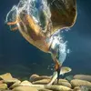 Harish_Sharma - @morgan.champion - TikTok