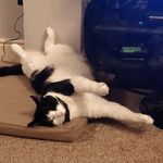 Morgan Cloud - @cats_of_romford - Instagram