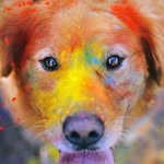 Morgan Diggs - @zbbdognation - Instagram