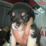 Morgan Friedman - @morgi._.the._.corgi - Instagram