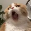 Oscar Bentley - @morgangentry735748 - TikTok