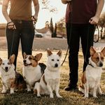 Morgan, Murphy, Meyer & Hamlin - @cornishcorgis - Instagram