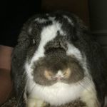 Morgan Hartzell - @mr_gizmo_bunnie - Instagram