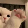 MorganHatfield - @morganhatfieldlilwnqkq - TikTok