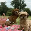 morganhershey - @morganandhershey - TikTok
