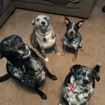 Morgan Hooks - @4dogs1house88 - Instagram