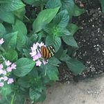 Morgan Houser - @possomnsloth - Instagram