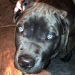 Morgan Jacobson - @morganthemastiff - Instagram