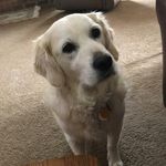 Morgan Jacoby - @mjcrittersitter - Instagram