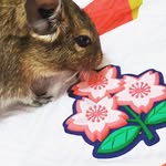Morgan&Kolbe&Shari&Gari🐭 - @morgan_kolbe_degu - Instagram