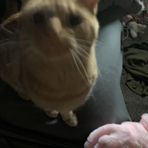 Morgan Lester - Facebook