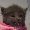 morganleyva - @morganleyvaa - TikTok