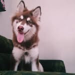Morgan Lion Siberian 🐾 - @morganlionsiberian - Instagram