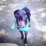 Morgan the fun loving pup - @morganthefunlovingpup - Instagram