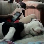 Morgan Lyman - @the_dogs_bernie_and_blue_ - Instagram