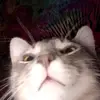 morgan - @primeministergabagool - TikTok