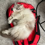 momocat - @morg.anmao_ - Instagram