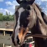 Morgan Mathison - @jackthe_horse - Instagram