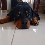 Morgan Mendez Rios - @morganrottweiler - Instagram