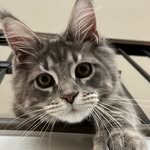 Morgan Millard - @olimainecoon - Instagram