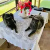 Morgan Moreno - @morgan.moreno11 - TikTok