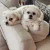 morganostrander2 - @morganostrander2 - TikTok