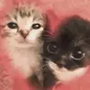 koningin - @morganzapine - TikTok