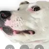 morgan plaster - @moeplasty - TikTok