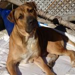 Morgan quigley - @my_dog_life_as_morgan_ - Instagram