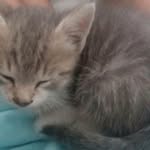 Morgan rash - @morgan_animals1 - Instagram