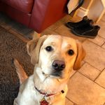 Morgan Roper - @mmaddogfire - Instagram