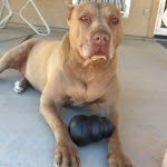 Sage The Pitbull😂 - @sagersmorgan - Instagram