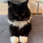 Morgana Schuhmann-Nguyen - @morgana.schuhmannnguyen - Instagram